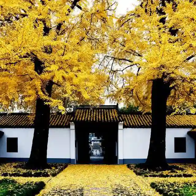 文杏馆(藏书分享)